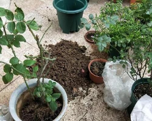  『省钱』盆栽用啥土好？7种材料任君选，自由搭配可栽花种草，省心又省钱