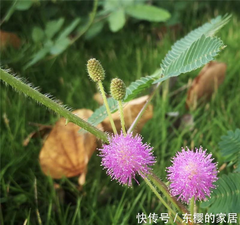 「轻柔」轻柔“绿盆栽”:它是气象播报员,有毒,别乱碰,别乱养!