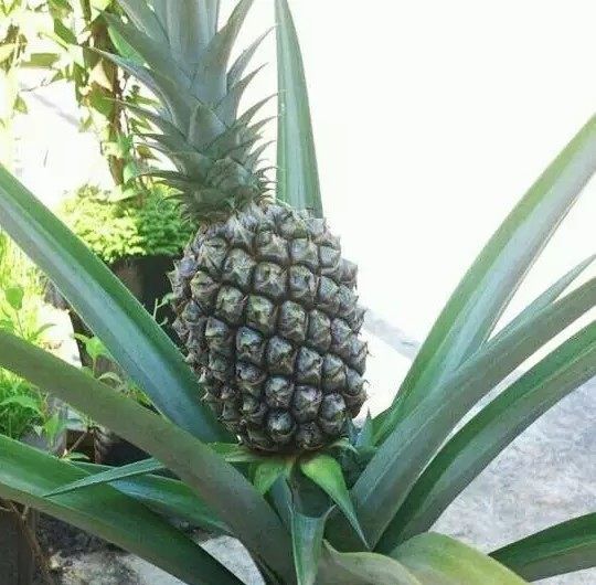  #盆栽#吃完的菠萝顶花别扔，简单4步种出一盆漂亮的小盆栽，还会结果！