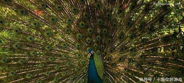 农村这三个骗局，不少农民血汗钱“打水漂”，现在知道还不晚