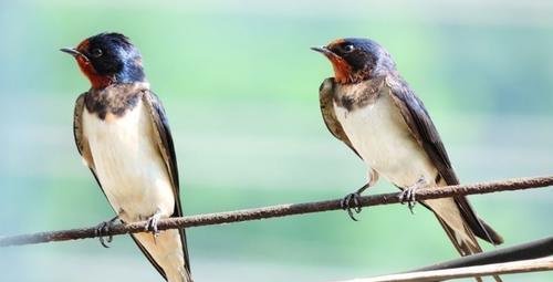  #发生#家里有燕子窝，预示这3件事要发生，农民不要打也不要赶！