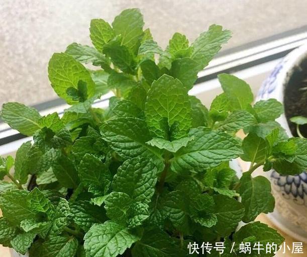  【寓意】春天养花添新株，当盆栽4种花卉，寓意好、株型美又好养活