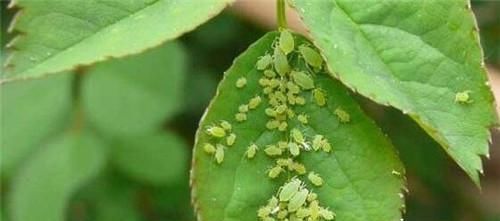 土壤■用这3种蔬菜,制作“杀虫剂”,能杀菌能驱虫,白粉病也不怕