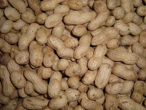  争论：农民种花生，剥壳种好？还是带壳好？争论了多年，终于有答案了