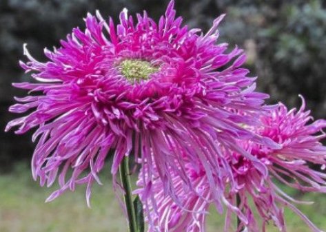  『烂漫』家里喜欢养花，不如养盆菊花，傲骨迎寒，花色烂漫迷人，妖娆妩媚