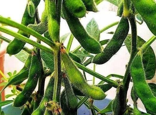  『种菜』这8种菜，随便种1盆在阳台，再也不用去菜市场买菜了