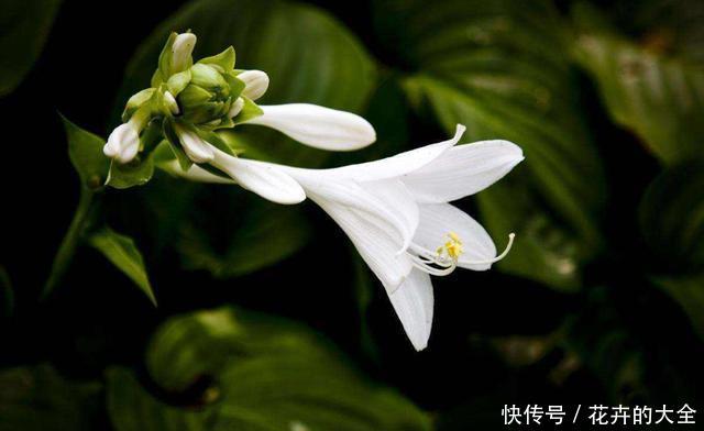  「适合」夏天养花很难养活，推荐此3种，好养易活适合新手，比牡丹更好看
