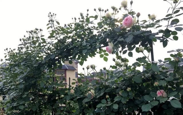  『龙沙宝石』家有露台庭院，五种花选择2、3种，开花一夏天，爬满围墙开满阳台