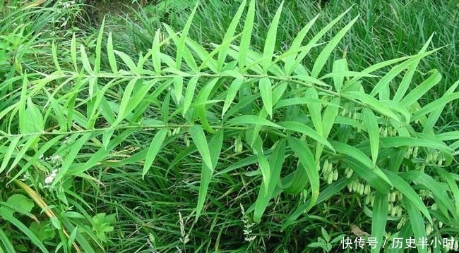  「黄精」外国靠进口，我国遍地都是，此“植物”生长在野外，你