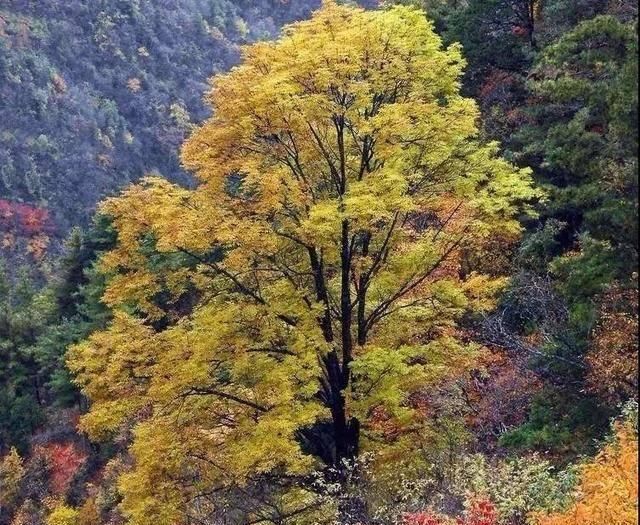 好消息！军运会期间神农架、九宫山等景区对武汉市民免门票