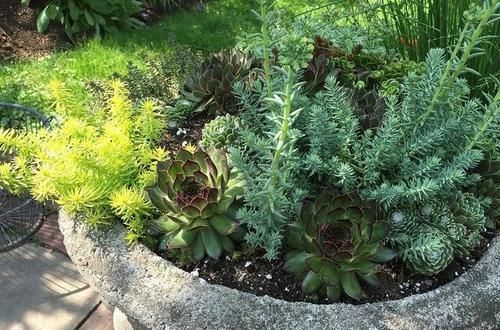  【室内】在室内养护盆栽多肉植物需要注意的几个技巧，新手基础篇