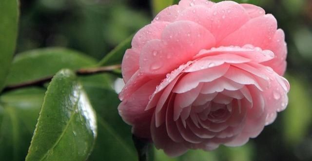  「牡丹」这15种自带“好运”的花，素来招人爱惜，别样雅称更是吸引人