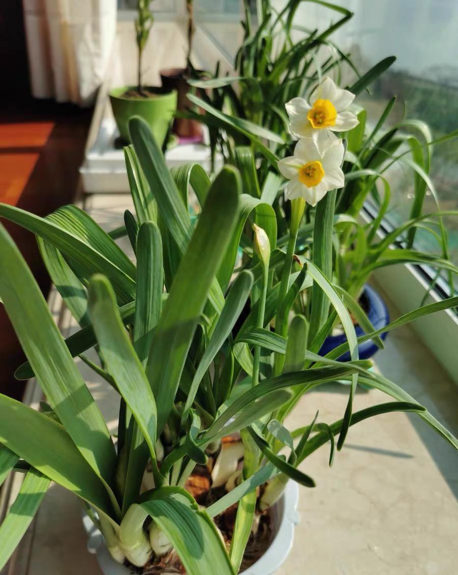  [水仙花不开]别等了，你的“水仙花”不开了，绿叶长满盆，典型“上当了”