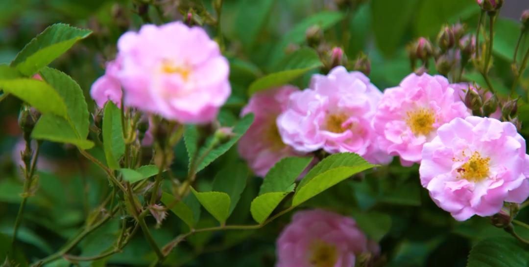  「木香花」老门东，花都开好了！