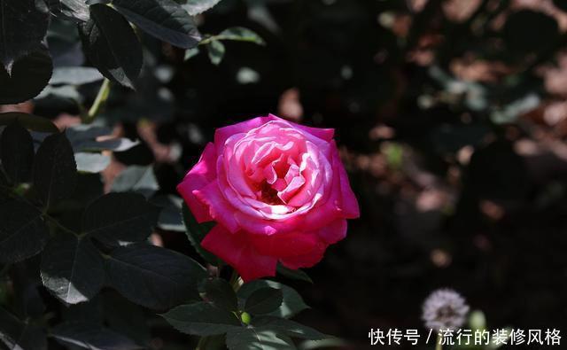 『花无』月季——只道花无十日红,此花无日不春风