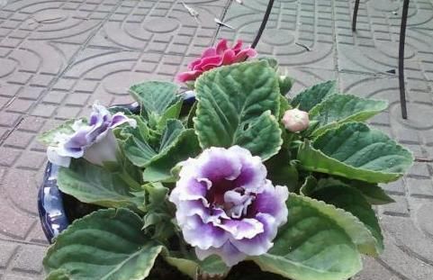  扦插：此种花1次种植，年年有花赏，跟着学扦插，做好3点阳台变花园
