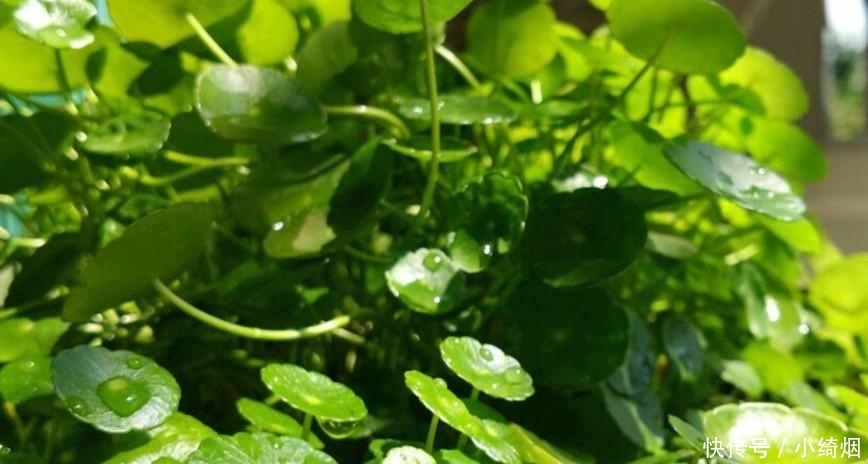  作用@农村山上这种草，叶片小作用大，是老农吃了30年的凉性草药