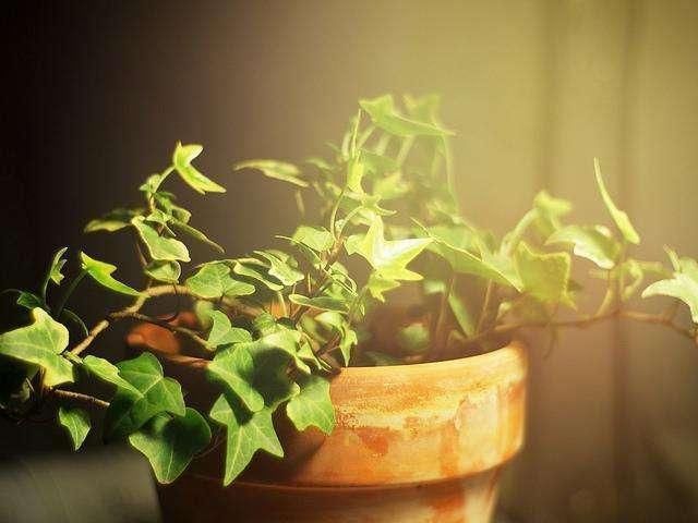 除甲醛的偏方不可信，这几个谣言最好别相信！