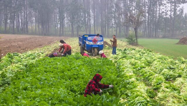  「冬季」农民填空种冬季蔬菜，每亩可增收4000元：家家都能用得