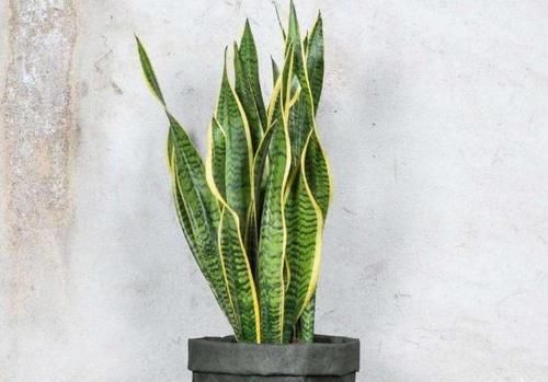  『些花和植物』家中养护“3种”绿植，让家人更接近健康，养护再多都不嫌少！