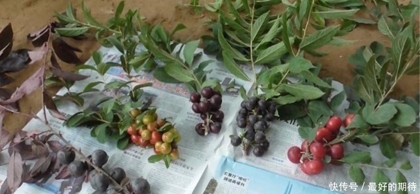  #老翁#山东八十岁老翁发明新水果