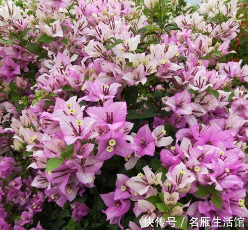 「花卉」此花一年开花300多天,见过的人都夸漂亮,开花就像孔雀开屏