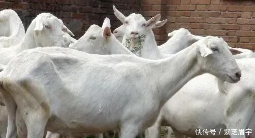  「养殖」农村养殖好项目有哪些？