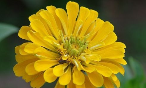  庭院@养花就养色泽鲜艳的，养在家里花香怡人，枝繁叶茂，庭院变花海