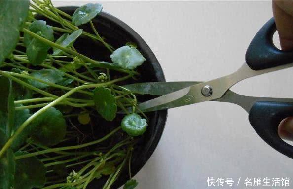 「水培的铜钱草」开春如何养铜钱草?记住1个“小步骤”,绿叶挤满盆,叶片圆又大