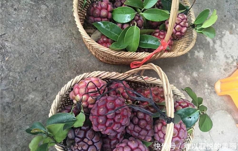  【农民】价格多年居高不下，如今80元一斤，却没人敢种，农民：