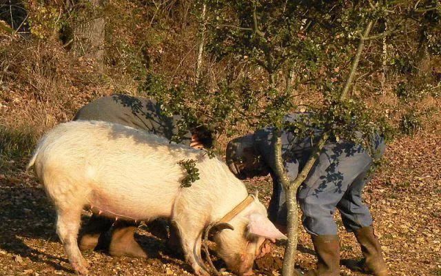  [被誉为]被誉为“菌中钻石”，过去农民用来喂猪，如今千元一斤