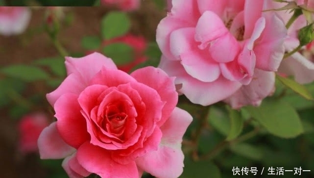 安陆大唐田园有哪些花卉种植？安陆大唐田园有什么花？