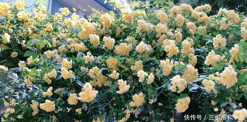  「美丽」秋天最好种这种花。一棵花开了，一棵美丽的大气引起人们的爱