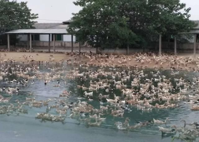  工作组■鸭子出国灭蝗是真是假？研究者和中国蝗灾防治工作组回应了