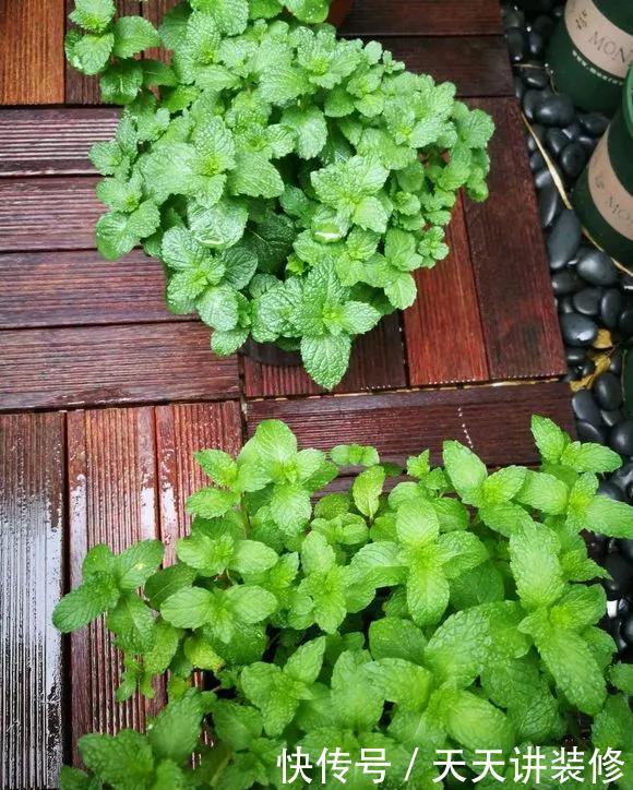 『空气净化能力』厨房、卫生间养花,行家都这么选,清除异味,满室清新!