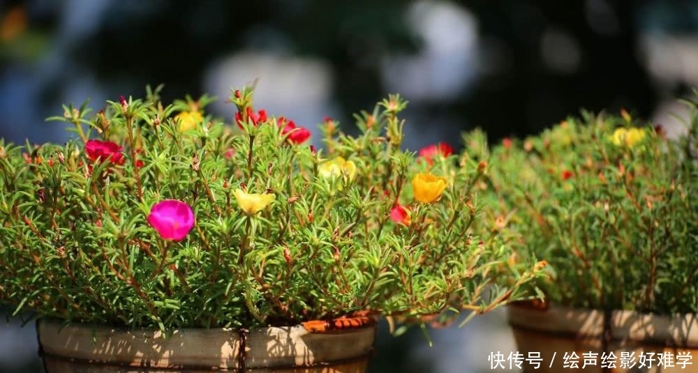  『美爆』春季不知道要养什么植物？就养这几种，简直美爆啦！