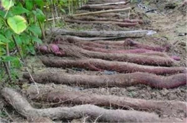 农村地里的紫色宝贝：12块钱一斤，去一次集市能赚600多块钱