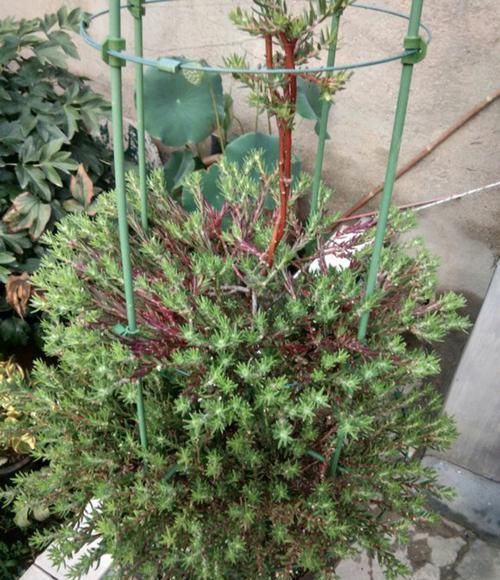  【草花】太阳花还是草花吗？大神居然把太阳花养成了花树，开花爆盆成花塔