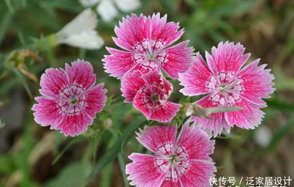 石竹花:花卉种植技术:山竹花和石竹花的区别,山竹花应该怎样种植!