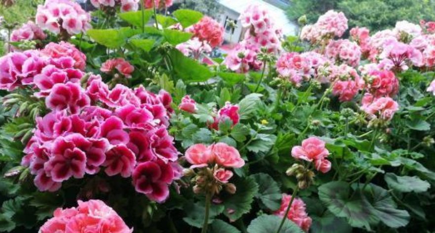  养花：家庭养花，最受欢迎的4种花，花朵硕大、花期长，一养就美爆！