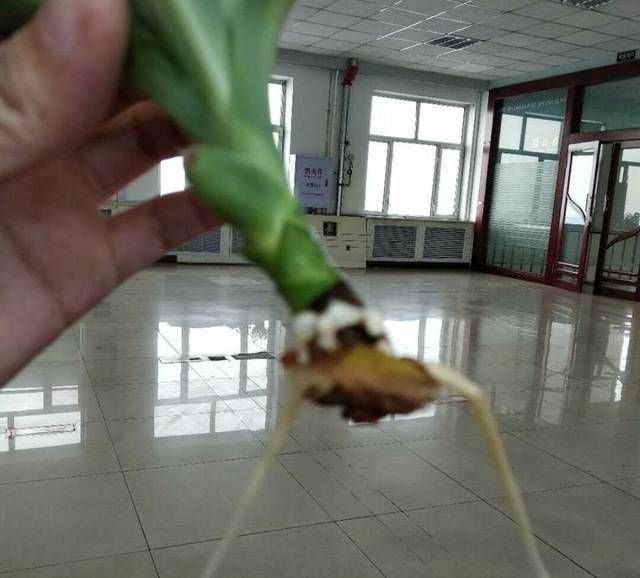 【观叶】观叶植物也门铁你知道多少也门铁怎么扦插繁殖讲讲土培和水培