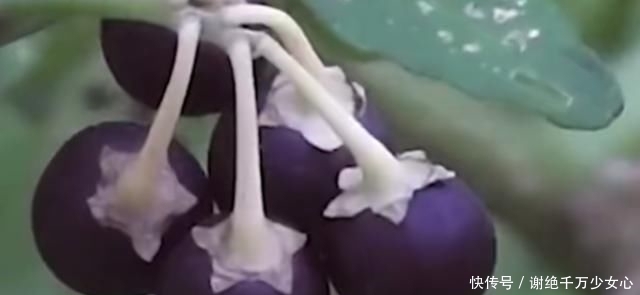  #扔掉#农村这种随处可见的野草，没想到作用非常大，看到可别扔