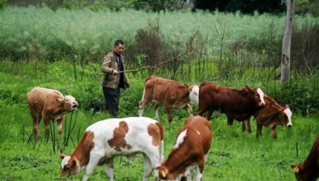  【明年】牛价上涨，肥牛15一斤，为何养殖户半喜半忧，直呼明年