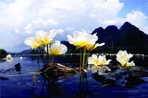 广西有一条“花河”，清澈的水面铺满了花朵，还不来见识一下吗？