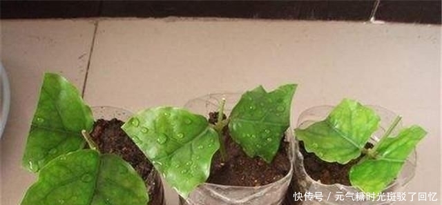 顺利的生根:茉莉花的扦插很难吗?学习这些知识,轻轻地使树枝快速扎根