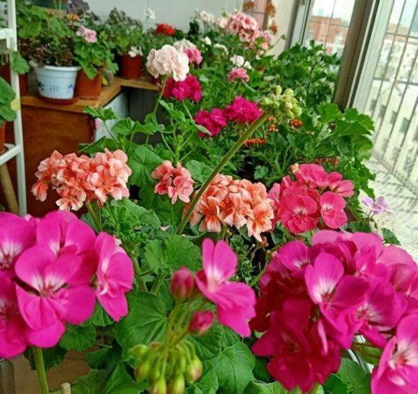  惊鸿|喜欢养花，不如养几种花中精品，花似惊鸿起舞，优美动人很妖娆