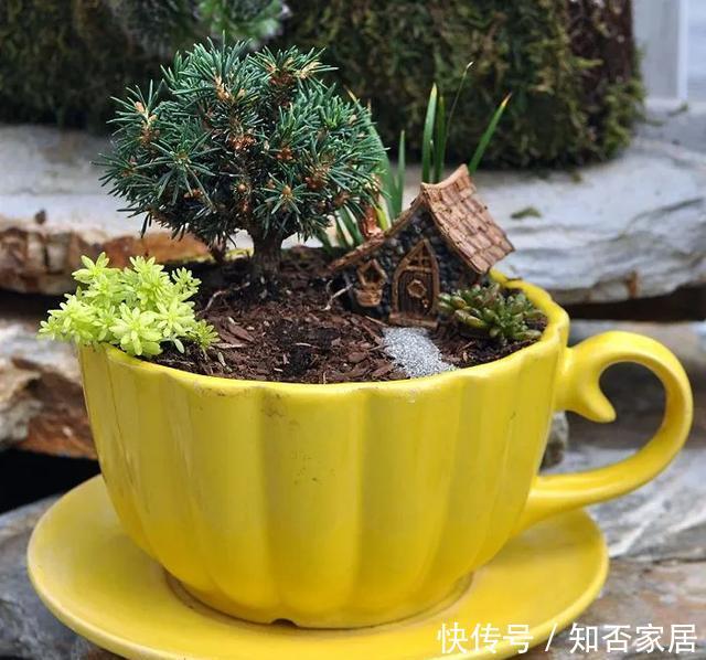 「装饰」在茶杯里建花园,美到惊艳!31万网友疯狂点赞