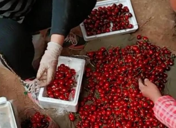 农民种植红色“葡萄”单株产果百斤，每斤60元，年赚几十万