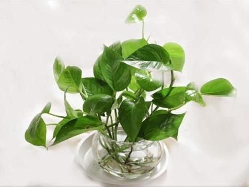  增加@三种植物放在家里，增加湿度，都不用买加湿器了！