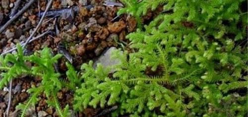 舒筋活络:农村路边一种野草“伸筋草”,老人舒筋活络全靠它,你认识吗